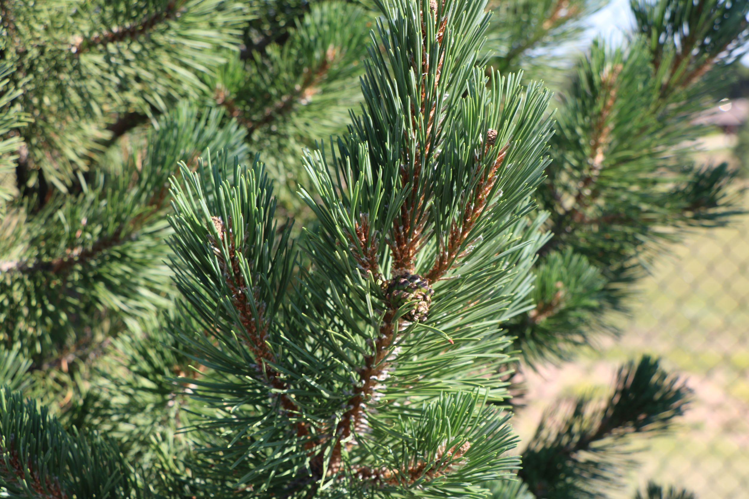 Tannenbaum Mugo Pine